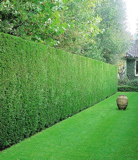 Leyland cypress hedge in 2020 (With images) | Hedges landscaping, Garden hedges, Leyland cypress