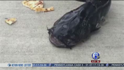 3 eyed fish caught in NY canal - 6abc Philadelphia