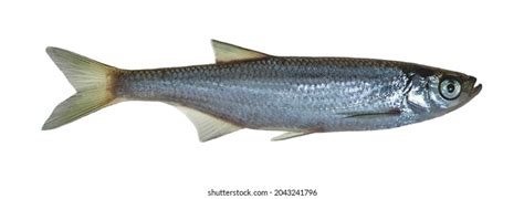 157 Silver cyprinid Images, Stock Photos & Vectors | Shutterstock