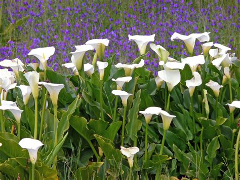 South african flowers, Calla lily, African plants