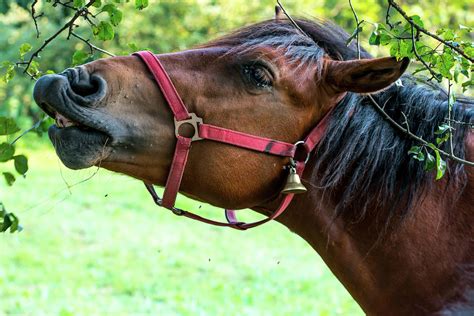 Horse Eating Apple From Tree