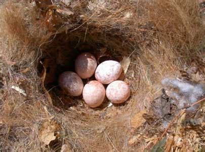 Tufted Titmouse eggs and nests and young photographs