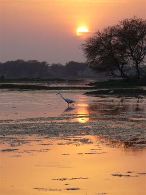 Keoladeo National Park, Rajasthan, India | National parks, World heritage sites, Unesco world ...