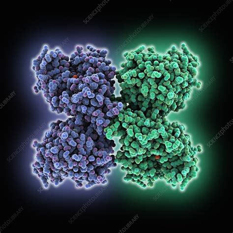 Phenylalanine hydroxylase molecule - Stock Image - C025/2165 - Science Photo Library