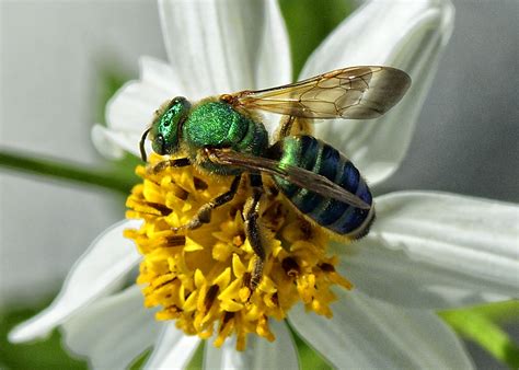 Orchid Bee 3 | Shutterbug