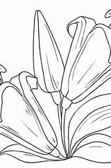 Kolorowanka Lilie Dla Dzieci  Coloring For Kidscom sketch template