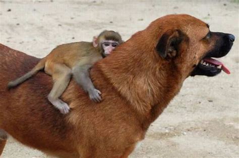 Unlikely Animal Friendships (50 pics)