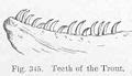 Category:Salmonidae anatomy - Wikimedia Commons