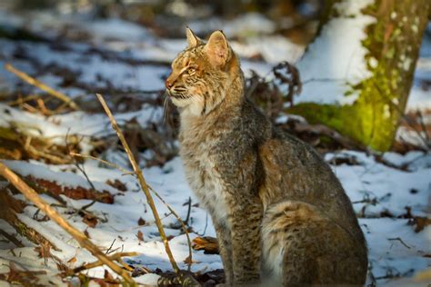 Smoky Mountain Wildlife Photos - Cades Cove Gallery