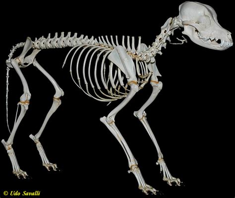 BIO370-Mammal Skeletons