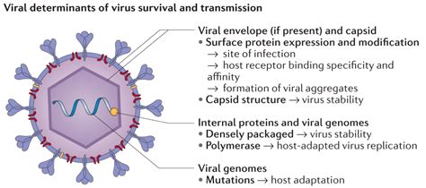 What is a Virus?