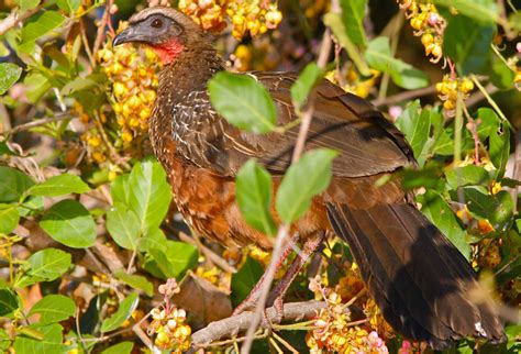 Cracidae - Curassows -- Discover Life