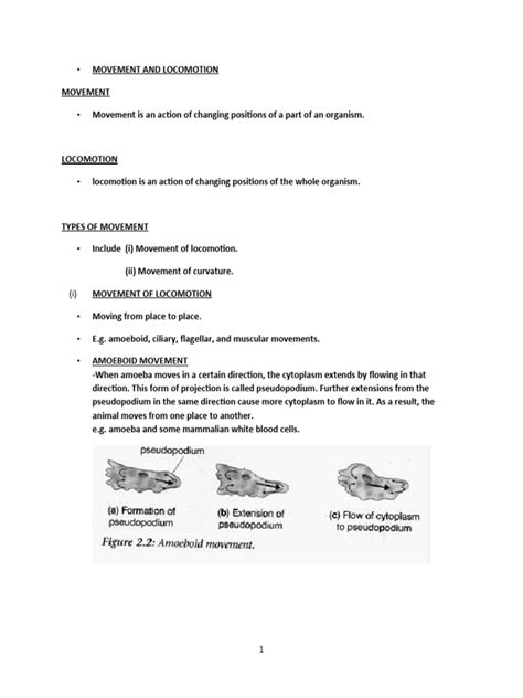 Movement and Locomotion | PDF | Vertebra | Vertebral Column