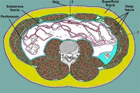 Skeleton and Walls of Abdomen | Loose connective tissue, Abdominal, Deep fascia