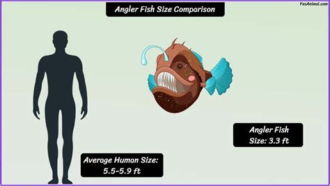 Anglerfish Size: How Big Are They Compared To Others?