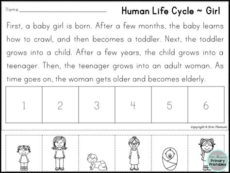 Life Cycle Human Kindergarten