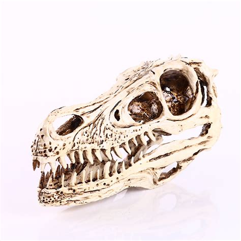 White velociraptor skull replica.