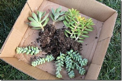 Succulents and More: Transplanting succulents and cacti