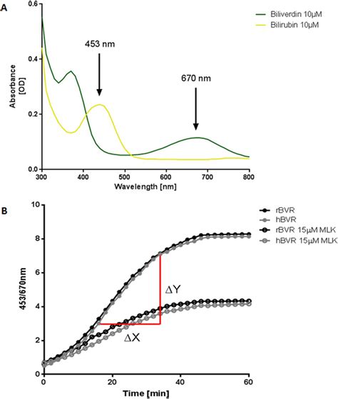 (A) The biliverdin reductase activity assay makes use of the different ...