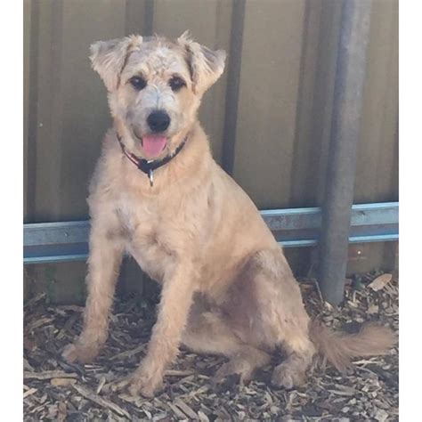 King ~ Cattle X Poodle - Medium Male Australian Cattle Dog x Poodle Mix Dog in NSW - PetRescue