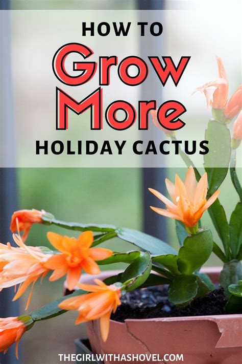 3 Easy Ways to Propagate Christmas Cactus - The Girl with a Shovel