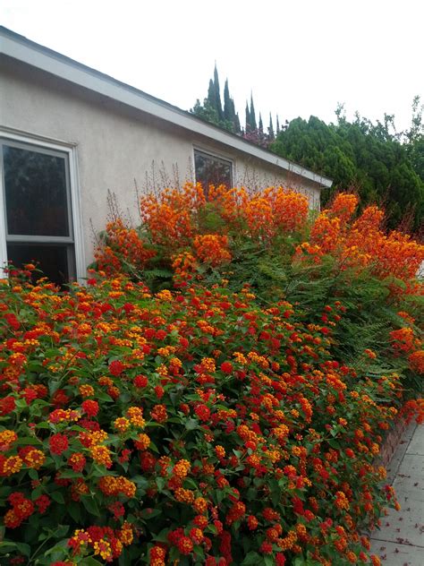 Lantana camara with Caesalpinia pulcherrina | Lantana camara, Garden hedges, Desert landscaping