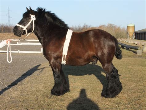 Jutland Horse (Danish) | Horses, Horse breeds, Draft horses