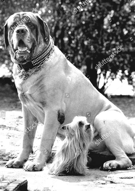 How Long Did Zorba The Mastiff Live