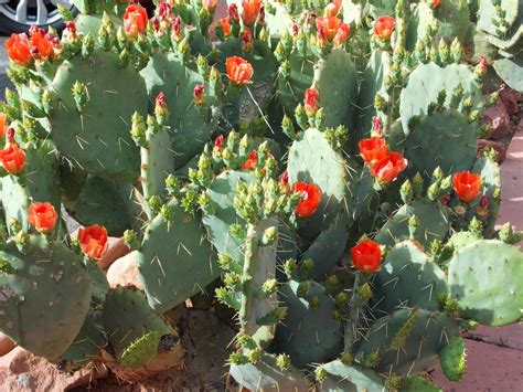 The Enchanting World Of Milady Leela: Arizona Cacti