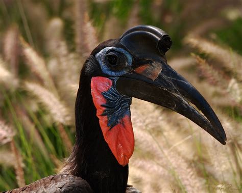 Abyssinian ground hornbill - Alchetron, the free social encyclopedia