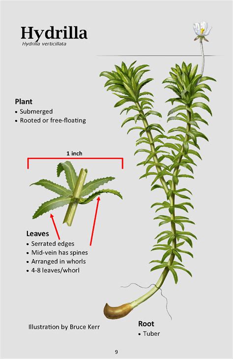 First Michigan detection of invasive hydrilla triggers response