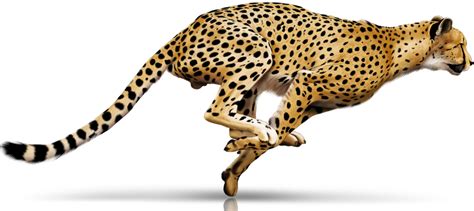 Cheetah Clip art - Running Cheetah png download - 931*342 - Free ...