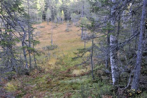 Habitat Conifer Forest HAB2725 – Alison Pouliot Photography