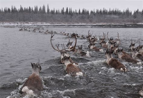 Caribou migration linked to climate cycles and insect pests