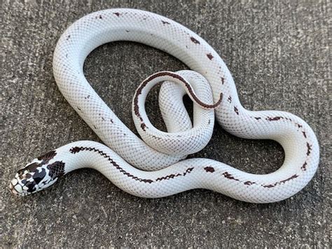 High White California King Snake for sale | Snakes at Sunset