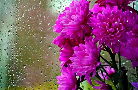 Daisy, drops, rain, Glass - Flowers wallpapers: 2280x1500