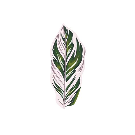 plant marantaceae leaves 38514538 Vector Art at Vecteezy