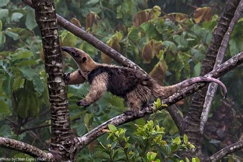 Interesting facts about anteaters | Just Fun Facts