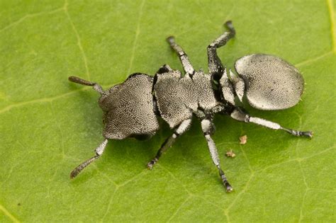 Cephalotes basalis | Nature Closeups