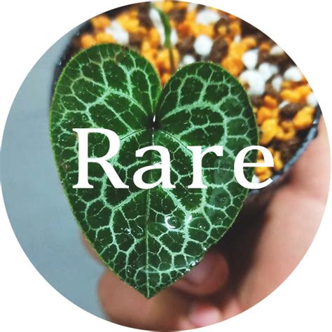 Rare Plants – My Home Nature
