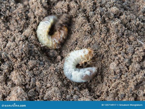 Worm in Soil and Nature in the Morning Stock Image - Image of compost, background: 125714917