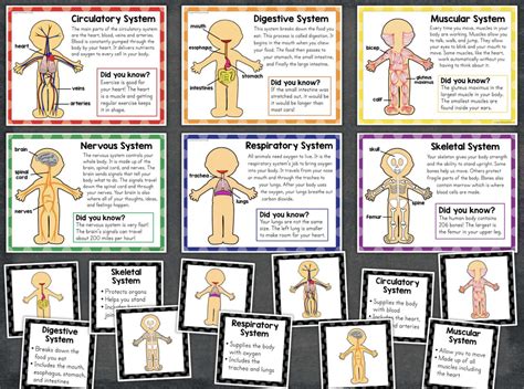 The Human Body Systems Organs for Primary Grades | Made By Teachers