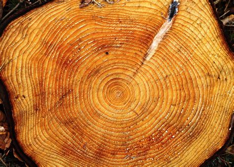 How Trees Tell Time: Dendrochronology Explained