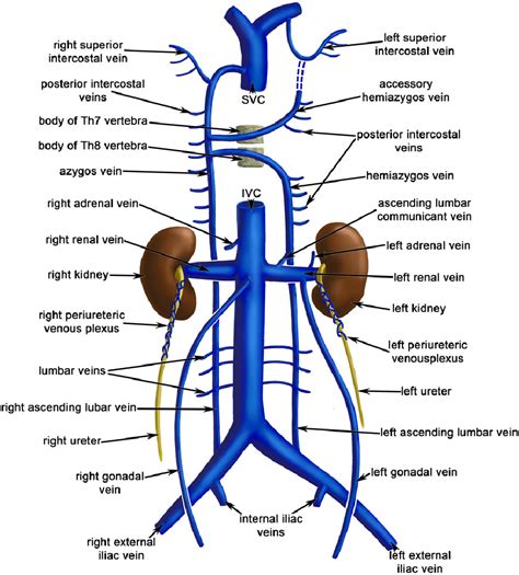 Inferior vena cava ivc – Artofit