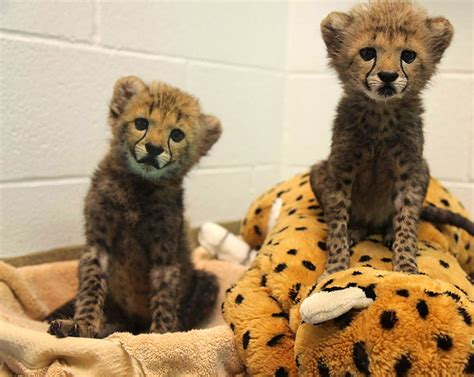 Dallas Zoo welcomes baby cheetah cubs, black Labrador puppy