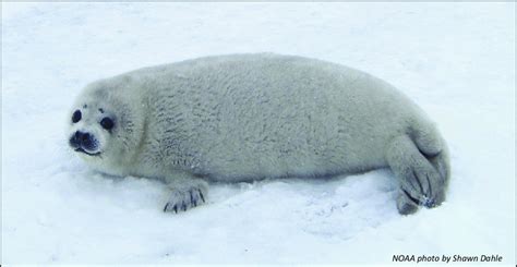 -Spotted seal pup in lanugo pelage. | Download Scientific Diagram