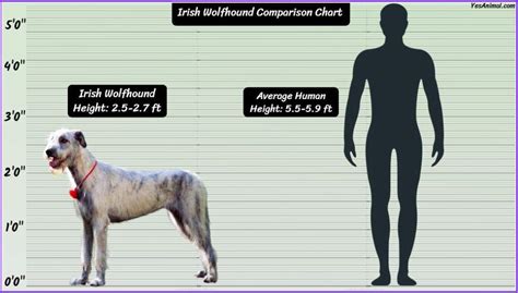 Irish Wolfhound Size: How Big Are They Compared To Others?