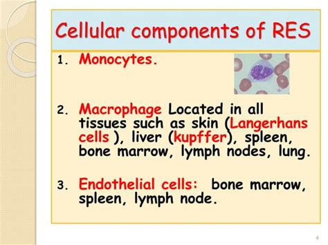 Reticuloendothelial system | PPT