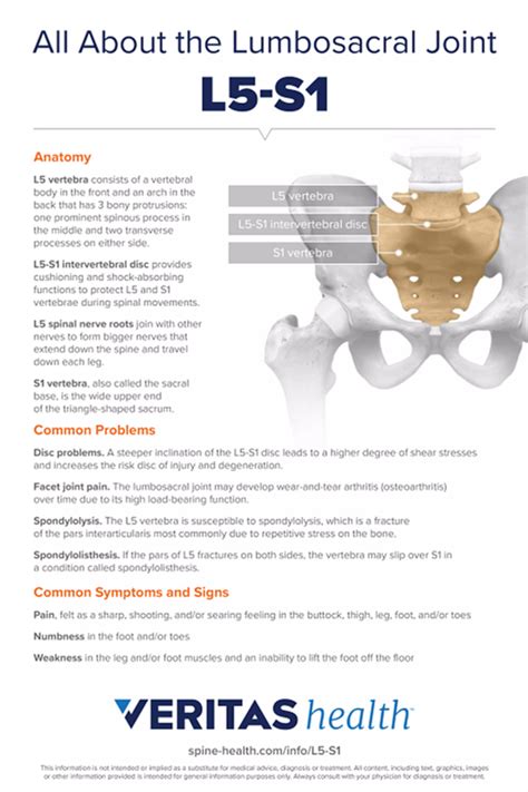 L5 S1 Lumbosacral Joint