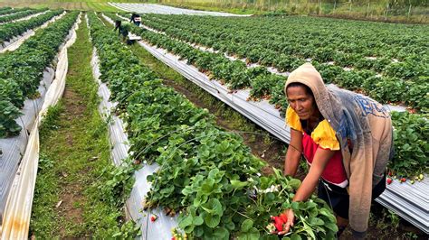 UNDP supporting Enga's lands of opportunity | United Nations Development Programme